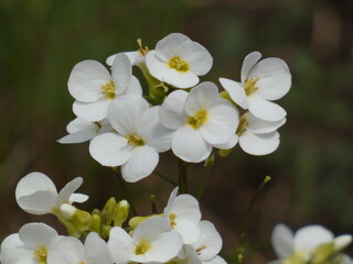 Alpine rock-cress (Arabis alpina) - heads of white, four-petalled flowers, Gdansk, Poland