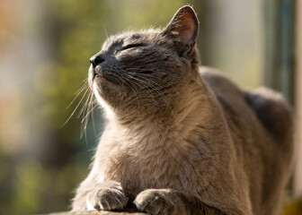 Siamese cat with blue eyes basking in the sun