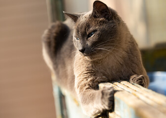 Siamese cat with blue eyes basking in the sun