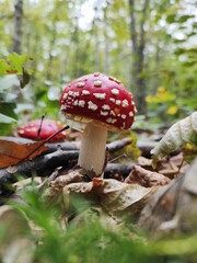 Closeup of a bright and shiny red death cap, a very poisonous fungus. Growing in green moss in a forest in France