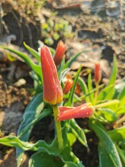 green leaves in the frost on an early spring morning