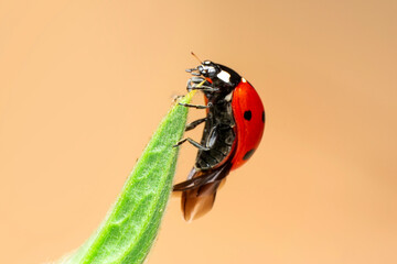 Extreme macro shots, Beautiful ladybug on flower leaf defocused background.