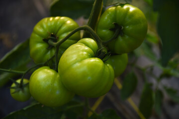 tomato, vegetables, green tomato, tomatoes, unripe, healthy, garden, leaf, green, green tomatoes, tomato plants, organic, agriculture, growing, greenhouse, plant, growth, food, vegetable, natural