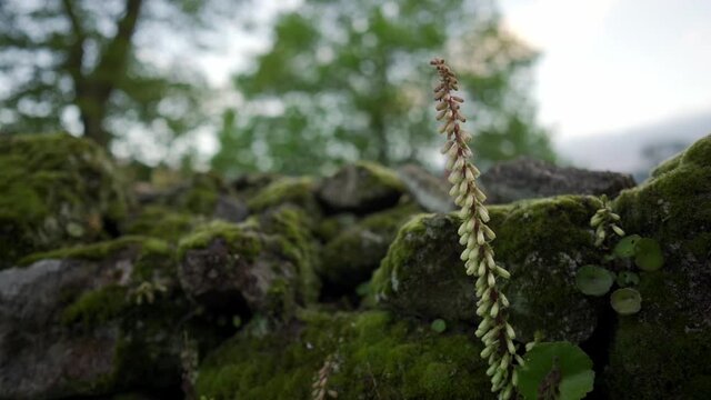 plant that grows in stone wall in slow motion with traveling circular camera.