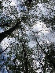 trees and sky © NC3A9C3AFs