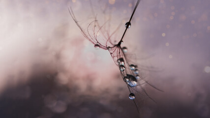 dandelion at sunset . Freedom to Wish. Dandelion silhouette fluffy flower on sunset sky. Seed macro closeup. Soft focus. Goodbye Summer. Hope and dreaming concept. Fragility. Springtime