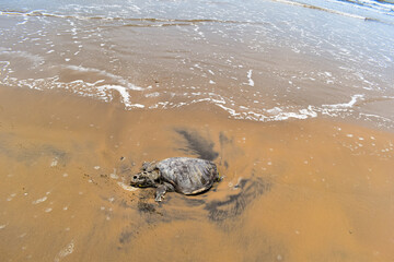 TORTOISE died in INDIAN OCEAN. Sad to share, in the Indian Ocean Tortoise (turtle), swam to shore and died on the shore.