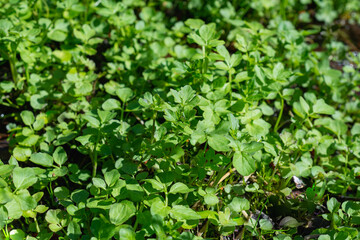 Fototapeta na wymiar Cardamine amara is a species of perennial herb.