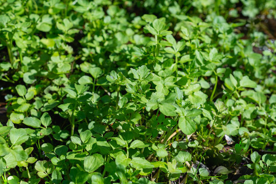 Cardamine amara is a species of perennial herb.
