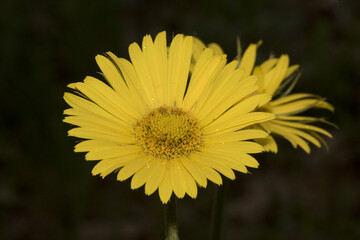 Doronicum plantagineum plantain false leopardbane Compositae with large calyx yellow daisy-like flowers with thin green leaves on defocused reddish soil background
