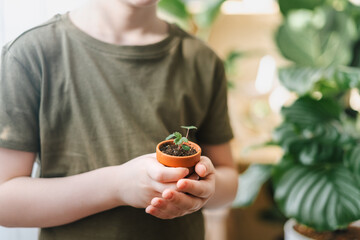Child Kid boy gardener holding big and small strawberries sprouts plant in ceramic pot. Home gardening, love of houseplants. Spring time. Potted plants. Stylish interior with a lot of plants. 