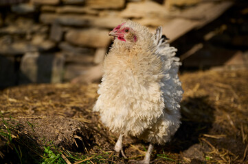 Organic chicken farming without antibiotics on a traditional farm