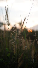 grass in the morning