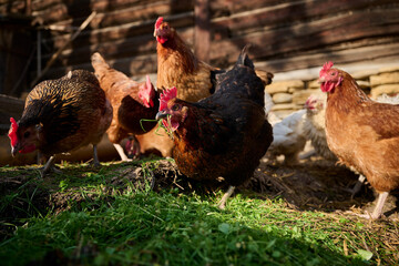 Organic chicken farming without antibiotics on a traditional farm