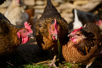 Organic chicken farming without antibiotics on a traditional farm