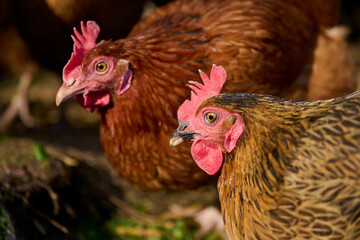 Organic chicken farming without antibiotics on a traditional farm