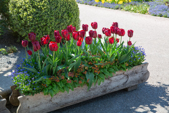 Spring 2021, Red Tulips Blooming In A Wooden Trough Planter