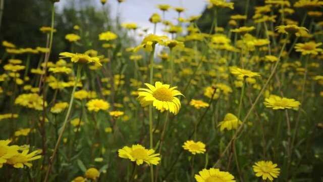 Yellow daisies in slow motion with defocused green background with blue sky and more flowers. flowers in the forest with beautiful hues.