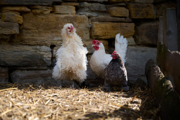 Organic chicken farming without antibiotics on a traditional farm
