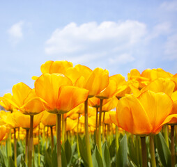 Beautiful yellow tulips against a blue sky with clouds.