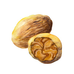The two nutmegs isolated on white background.  Watercolor hand drawn illustration. - 431567430