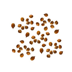 Coriander seeds isolated on white background.  Watercolor hand drawn illustration.