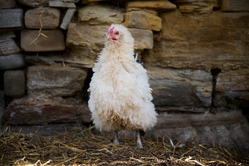 Organic chicken farming without antibiotics on a traditional farm