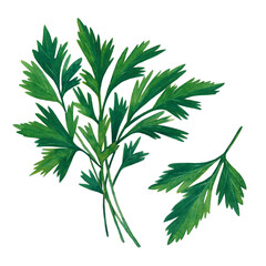 The group of green branches of parsley isolated on white background.  Watercolor hand drawn illustration.