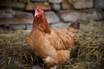 Organic chicken farming without antibiotics on a traditional farm