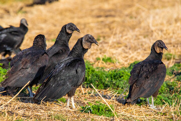 Close up portrait of group of black vultures at sunlight