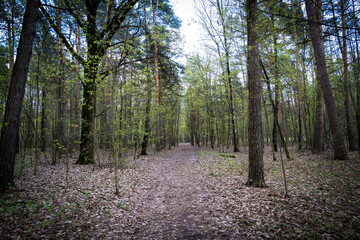 footpath in the woods