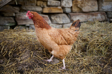 Organic chicken farming without antibiotics on a traditional farm