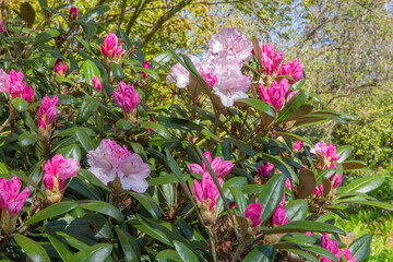 Spring blooms of the rhododendron crete, a mounding evergreen shrub with thick, rich green leaves