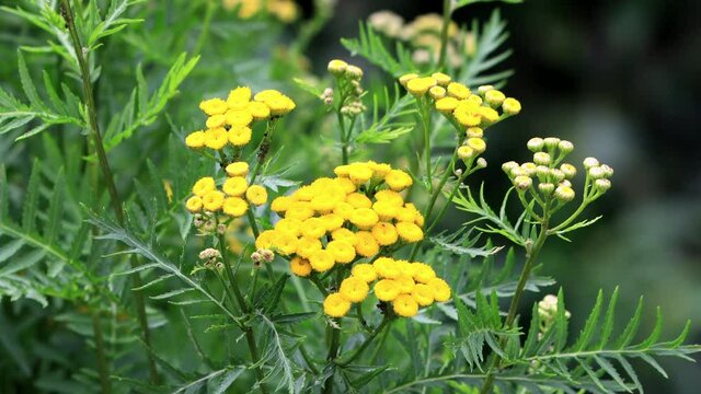 Yellow Flower, Tansy Tanacetum Vulgare, Rainfarn 
