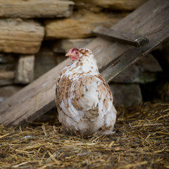 Organic chicken farming without antibiotics on a traditional farm
