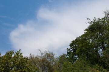 picture of sky blue sky with white cloud and trees in day time