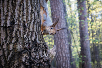 Obraz premium Fluffy squirrel upside down on a tree