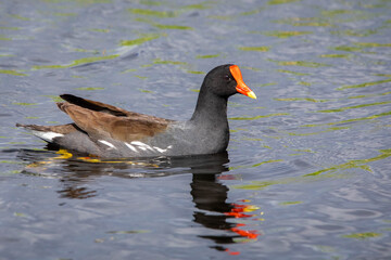 Cute Common Gallinule duck swimming in pond portrait