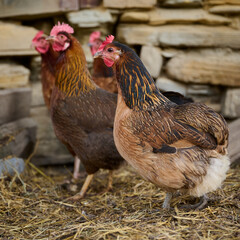 Organic chicken farming without antibiotics on a traditional farm