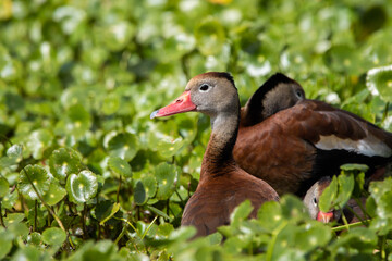 Black-bellied Whistling-Duck in the green swamp at day