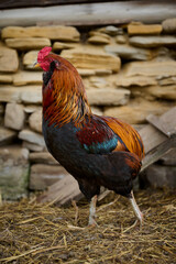 A colorful Araucana rooster in a traditional farm