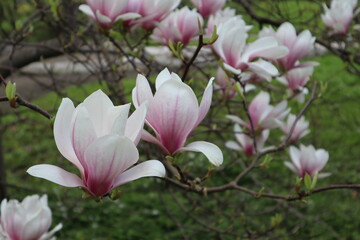 A blooming magnolia tree (magnolia soulangeana) with beautiful large white pink flowers