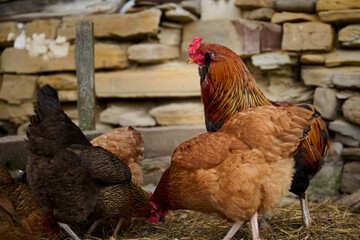 Organic chicken farming without antibiotics on a traditional farm