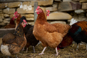 Organic chicken farming without antibiotics on a traditional farm