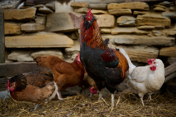 A colorful Araucana rooster in a traditional farm