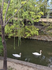 swans on the lake