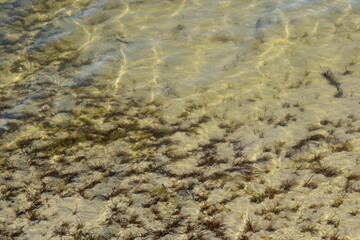 seaweed on the beach