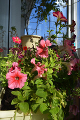 Pink petunia flowers in small garden on the balcony. Blooming decorative plants in sunny day.