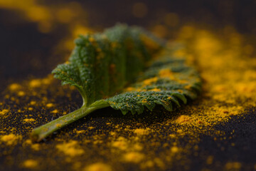 Green leaf of lemon balm. Decorated with turmeric powder. Black background.
