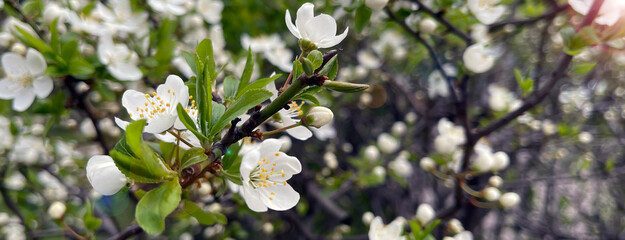 blurred background apple blossom in spring